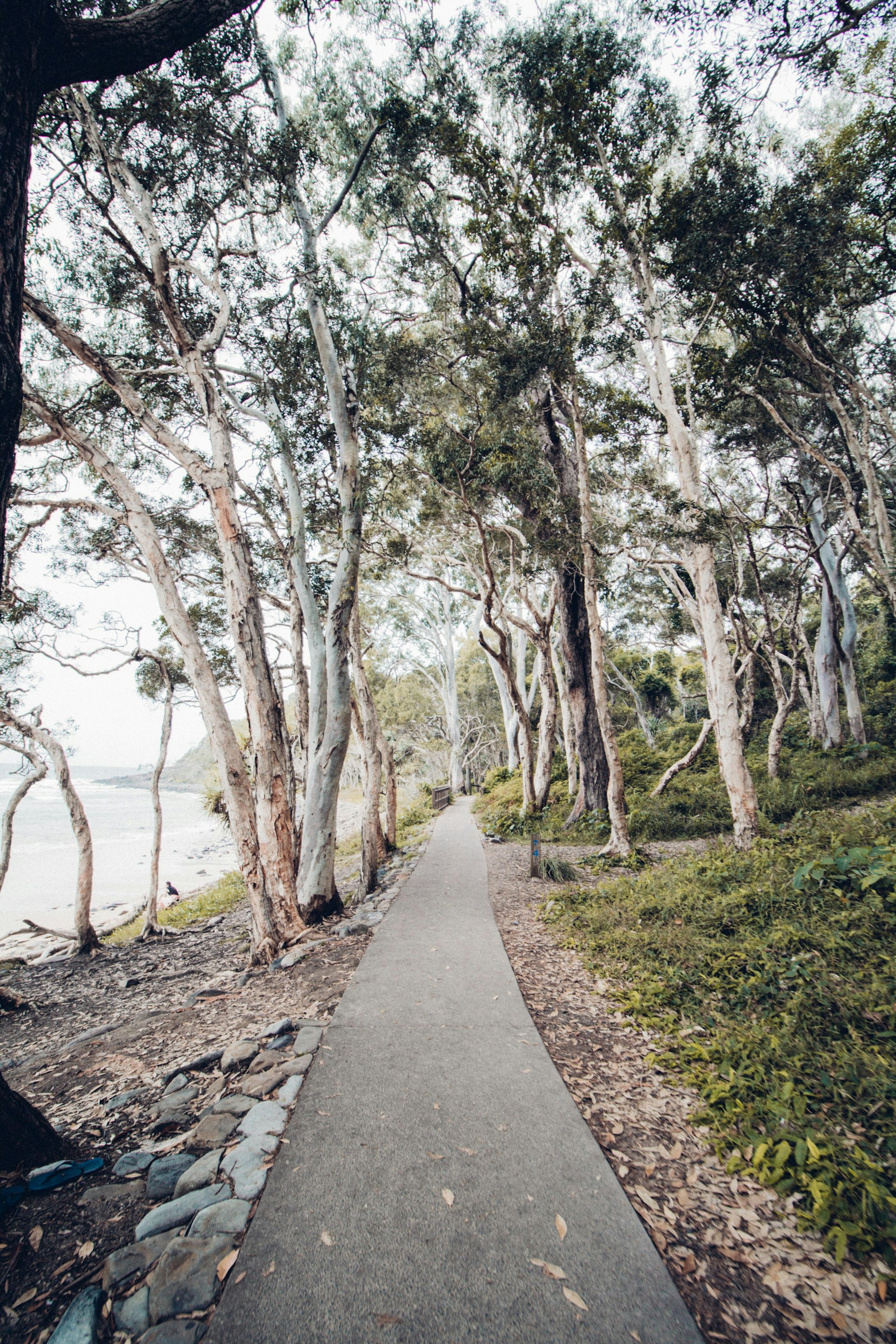 Coastal walking path through Noosa National Park